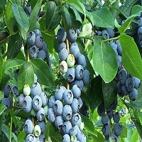 'Climax' Rabbiteye Blueberry - Click Image to Close